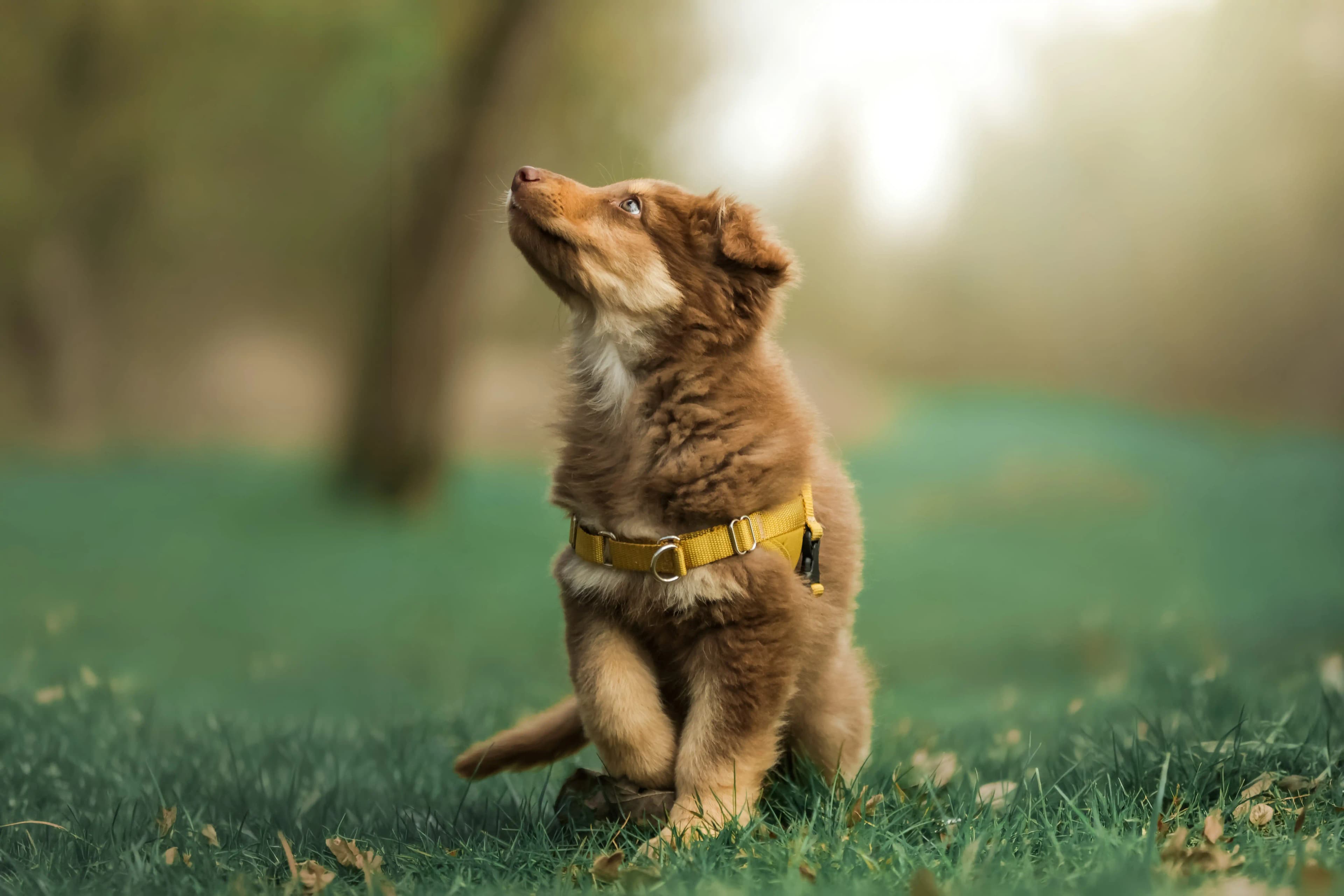 Éducation du chiot