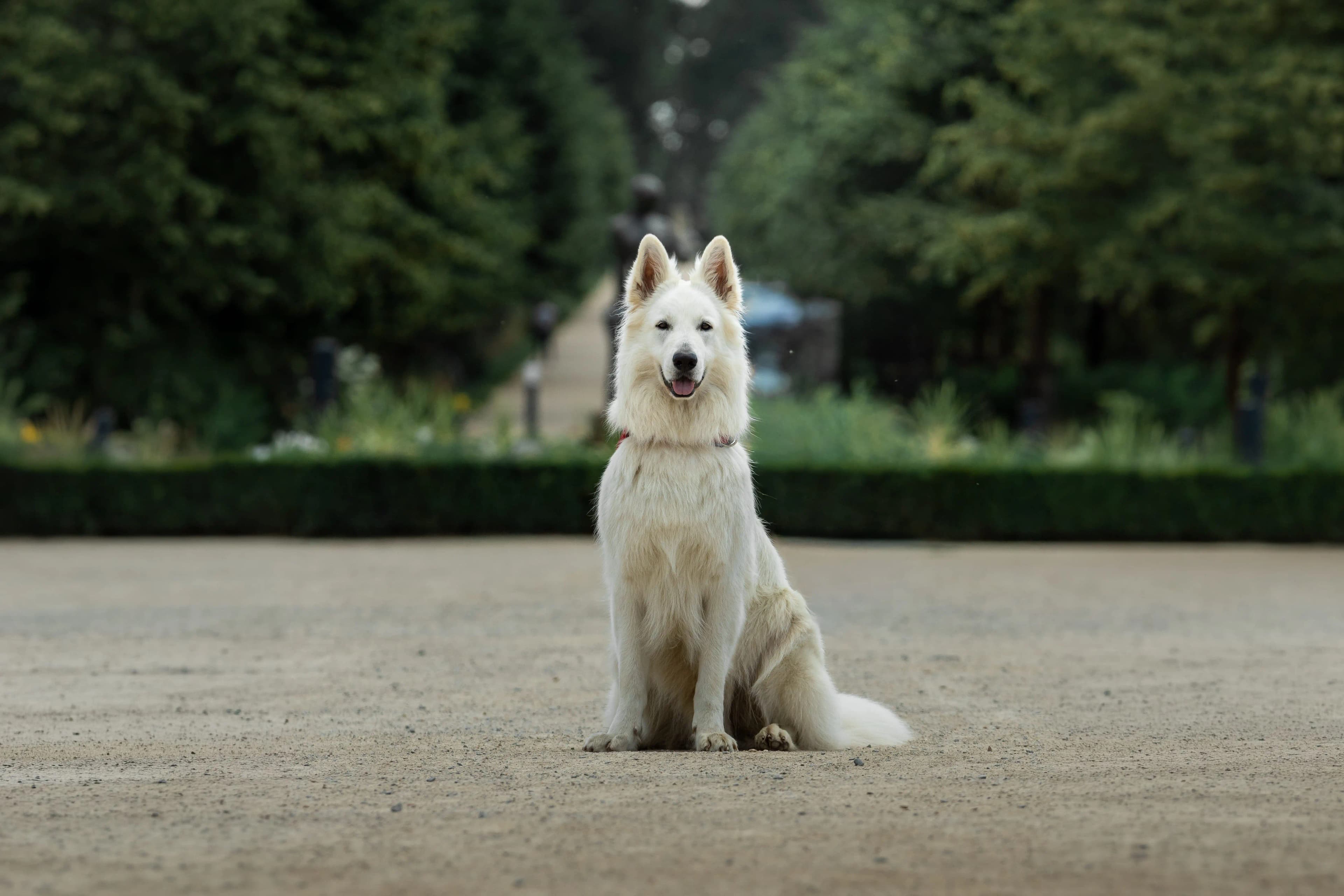 Nour, Berger Blanc Suisse médiateur d'Alipaws Éducation Canine