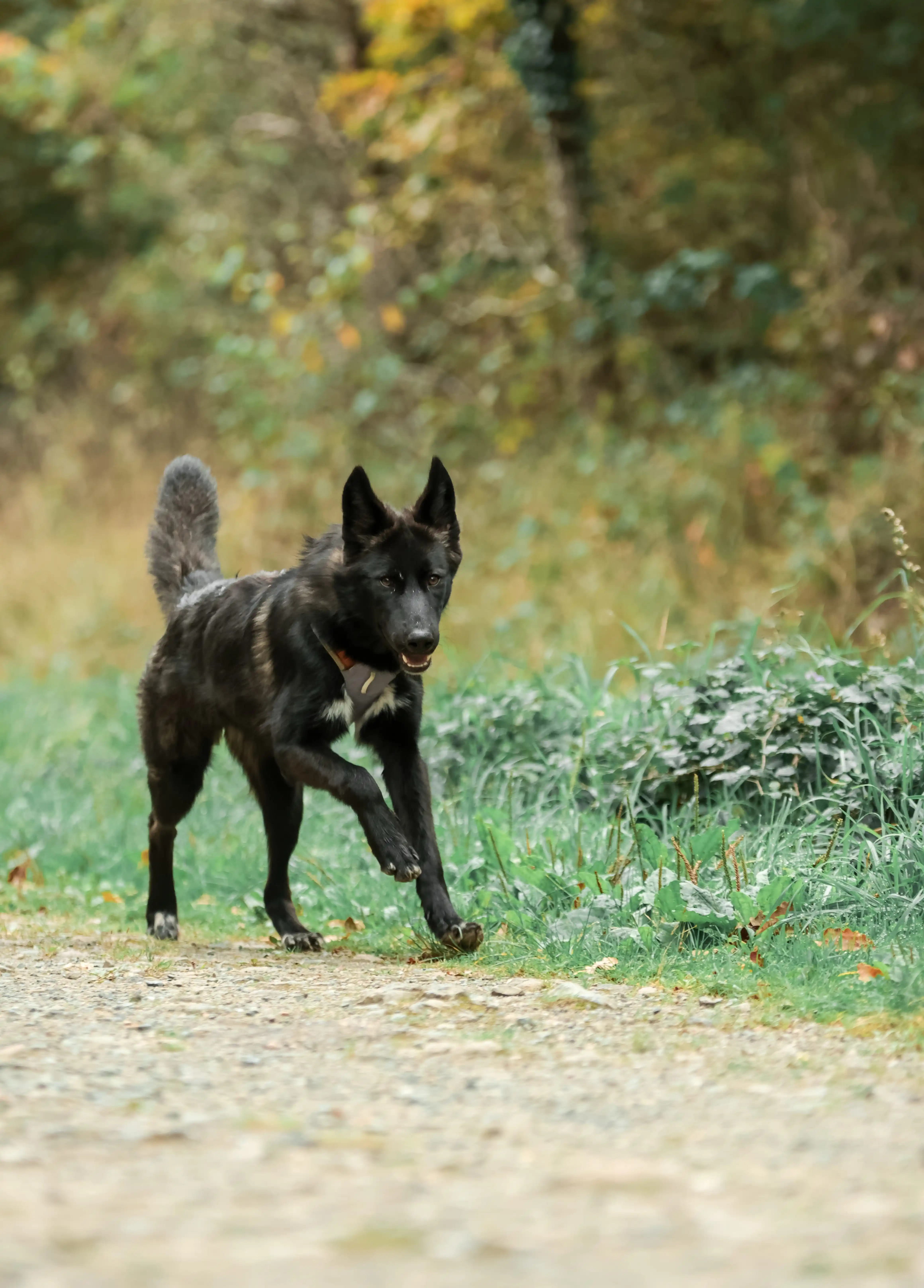 Accompagnement à l'abandon responsable – éducation canine Maine-et-Loire