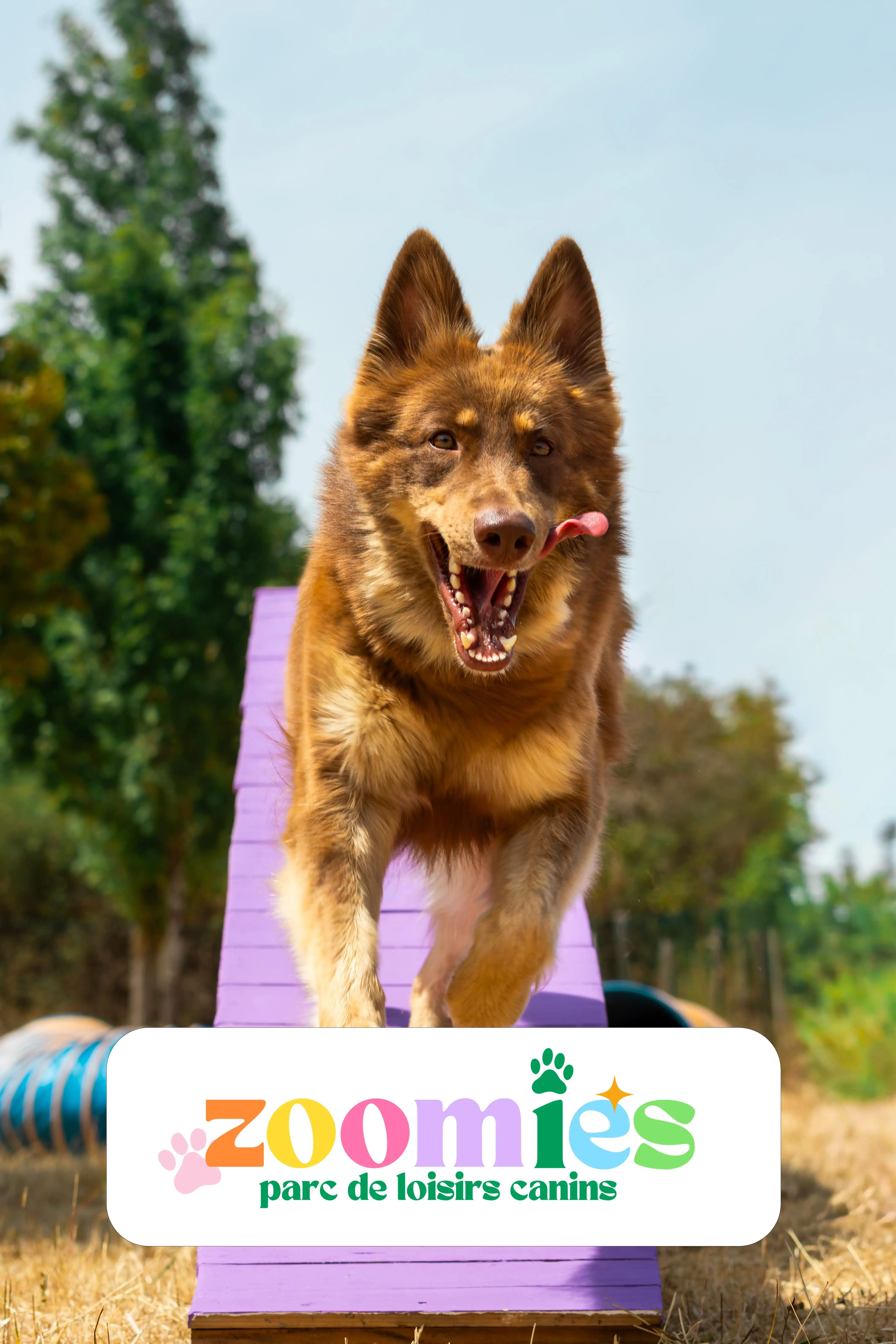 Alizée Paqueraud, éducatrice comportementaliste canine Alipaws