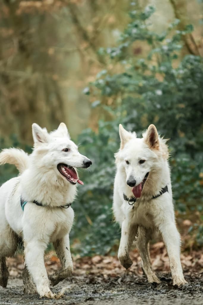 Bilan comportemental – éducation canine Maine-et-Loire