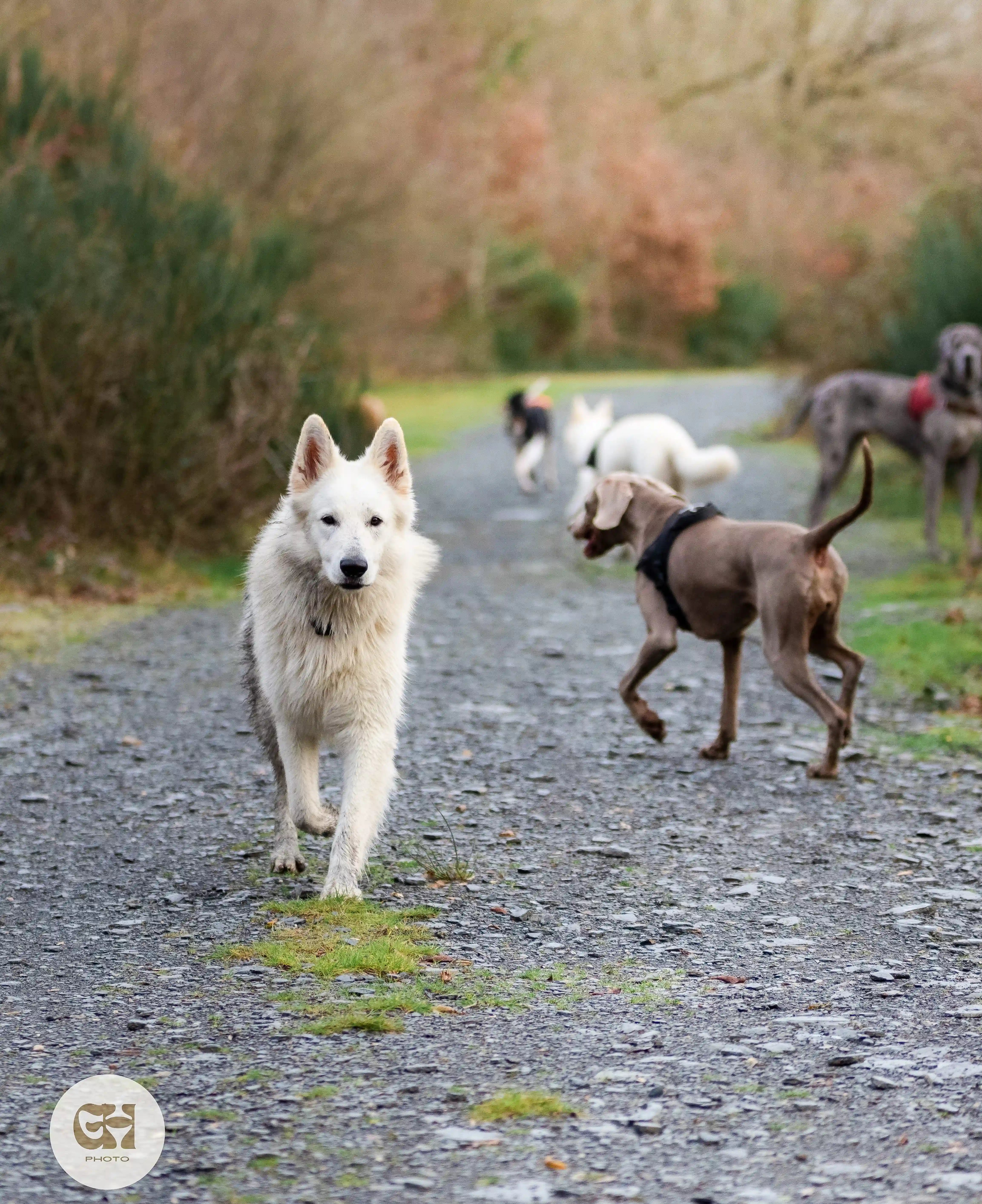 Groupe WhatsApp "La meute d'Alipaws" – éducation canine Maine-et-Loire