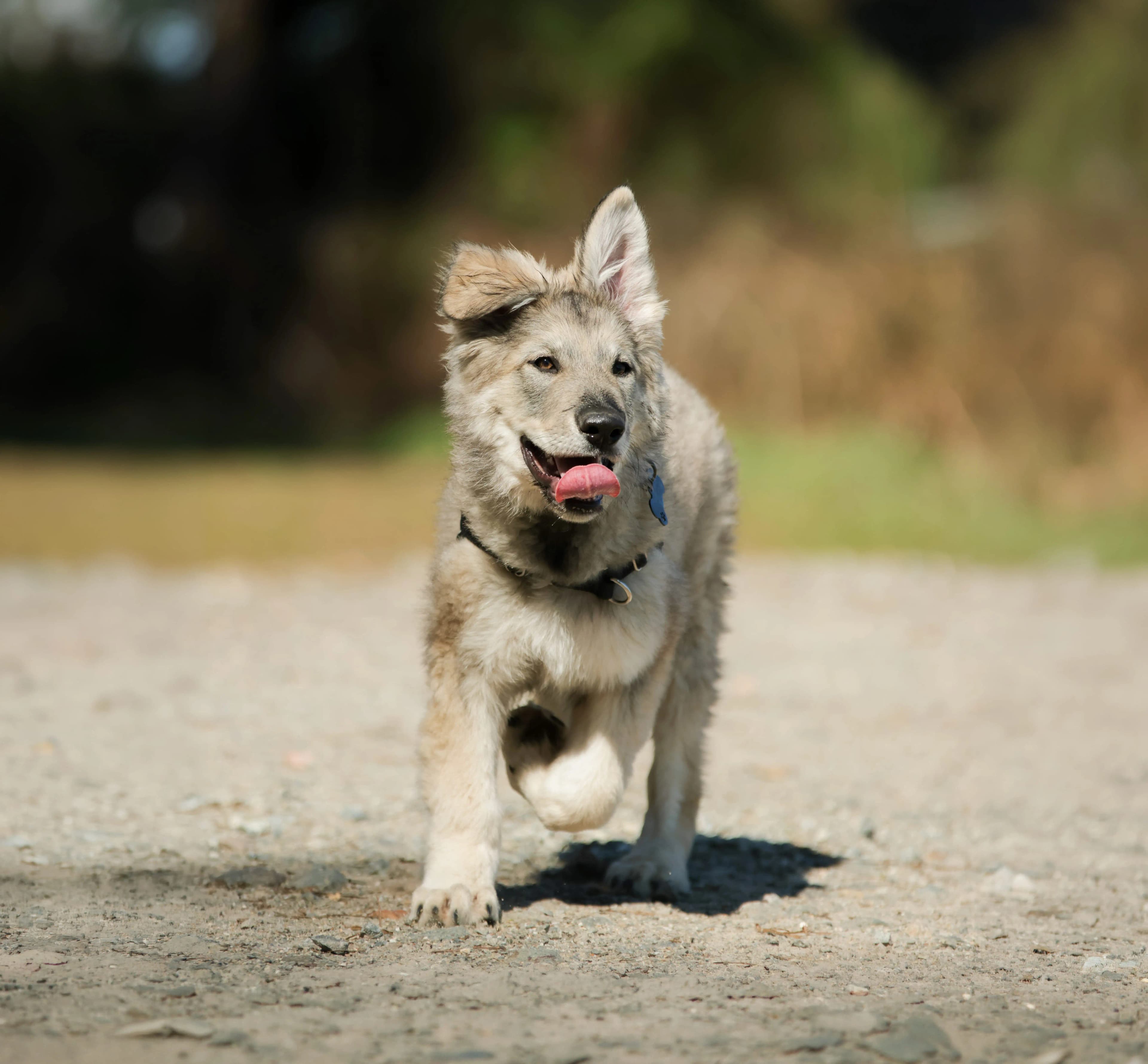 Pré-chiot – éducation canine Maine-et-Loire