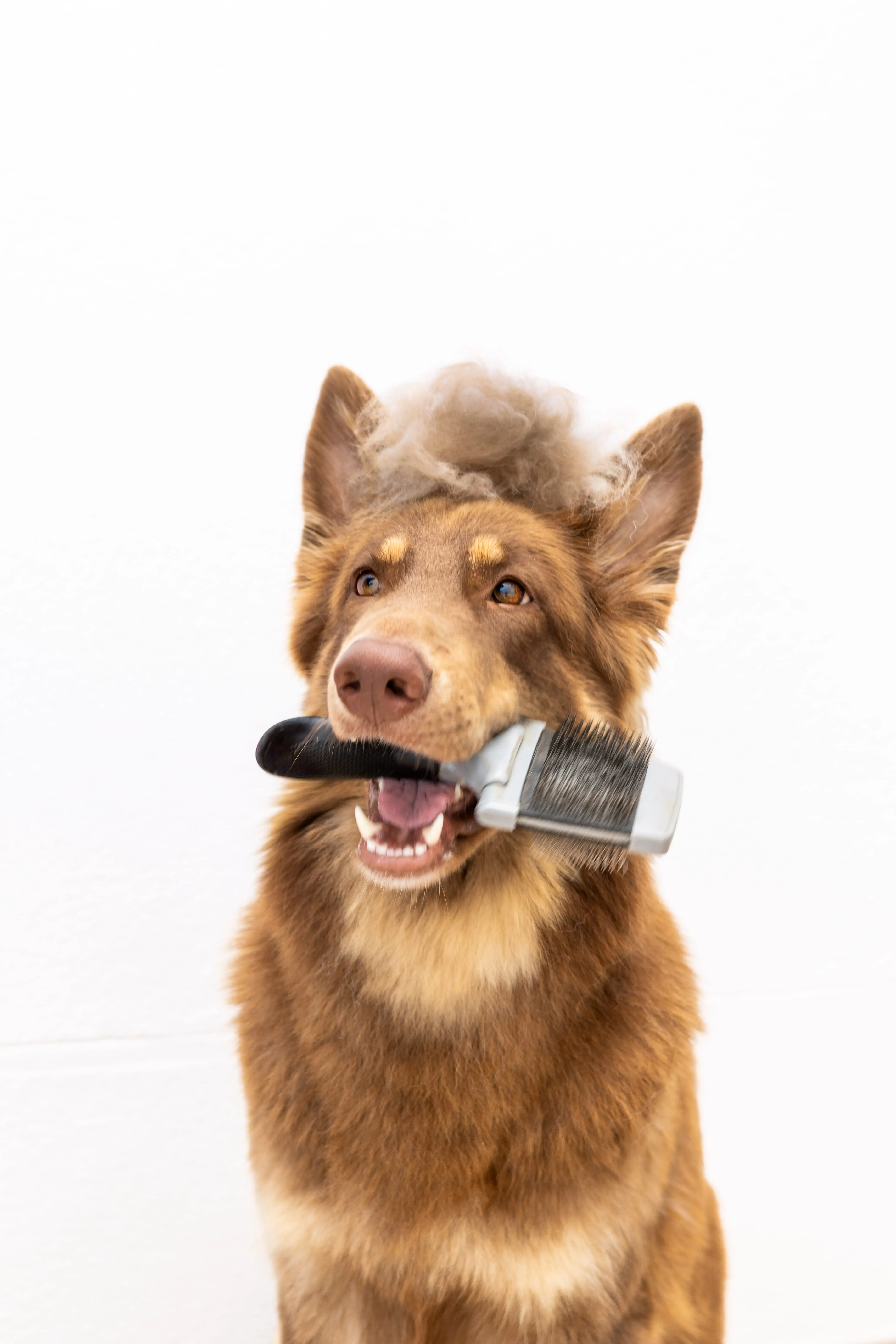 Désensibilisation au toilettage et soins – éducation canine Maine-et-Loire